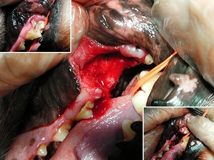 犬の破損臼歯の抜歯